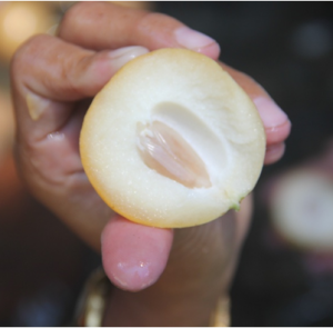 MakananHutan1