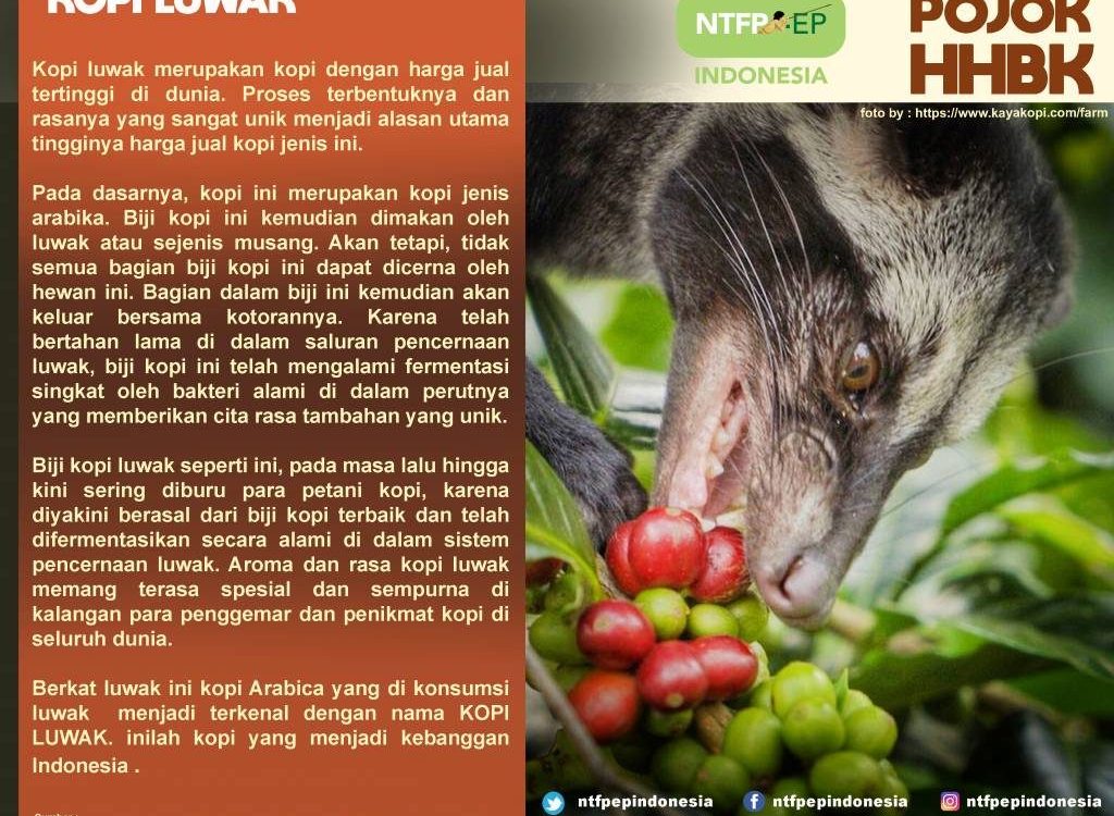 kopi-luwak-1-1024x825